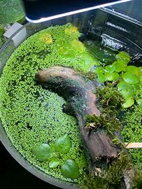 Piante vere acquario dolce
