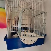 gabbia canarino