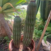 Cactus Euphorbia Horrida doppia in vaso