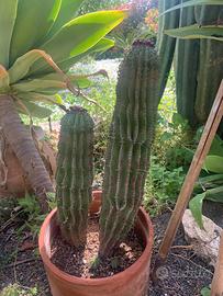 Cactus Euphorbia Horrida doppia in vaso