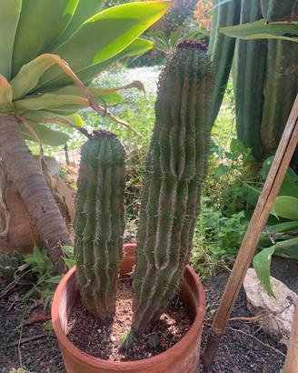 Cactus Euphorbia Horrida doppia in vaso