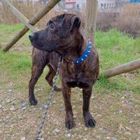 Cane corso