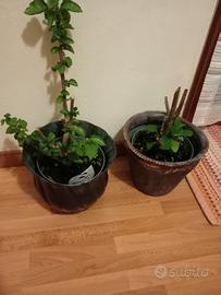 vasi in rame 4 pezzi 2 uguali 