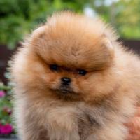 Spitz di Pomerania prestigiosi - PEDIGREE ENCI