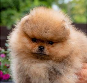 Spitz di Pomerania prestigiosi - PEDIGREE ENCI