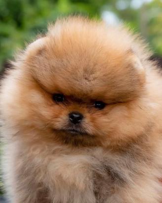 Spitz di Pomerania prestigiosi - PEDIGREE ENCI