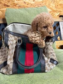 Cucciola di maltipoo
