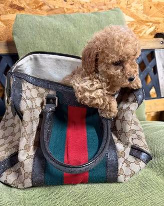 Cucciola di maltipoo