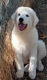 Cucciola pastore abruzzese 