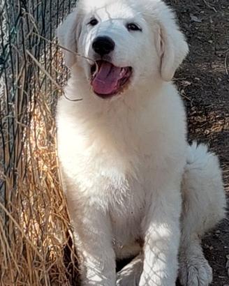Cucciola pastore abruzzese 