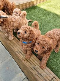 Cucciolata di barboncini Toy M e F