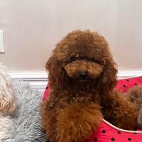 Barboncino nano rosso