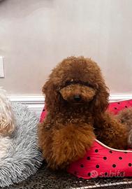 Barboncino nano rosso