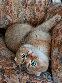 Cuccioli SCOTTISH fold e straight