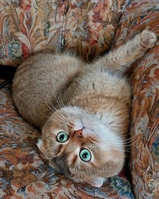 Cuccioli SCOTTISH fold e straight