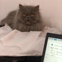 Persiano femmina 3 anni