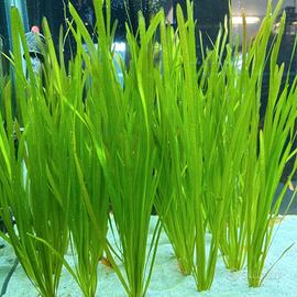 piante acquario valisneria 5 pezzi 