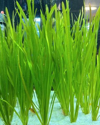piante acquario valisneria 5 pezzi