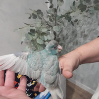 Pappagallo kakariki allevato a mano