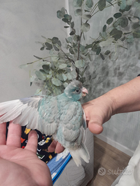 Pappagallo kakariki allevato a mano