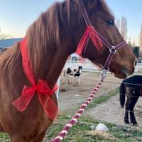 Cavallo Affidabile per Passeggiate, Lavoro o Compe