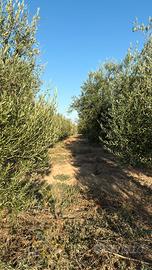 Terreno agricolo
