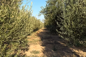 Terreno agricolo
