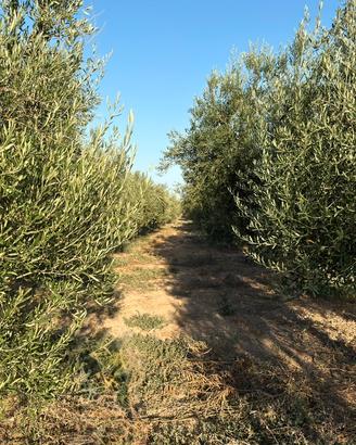 Terreno agricolo