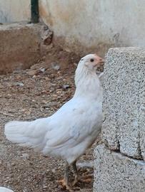 Galline