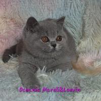 British shorthair maschio
