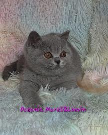 British shorthair