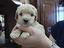 Immagine 3