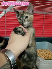 Guendalina e Duchessa gattine di tre mesi