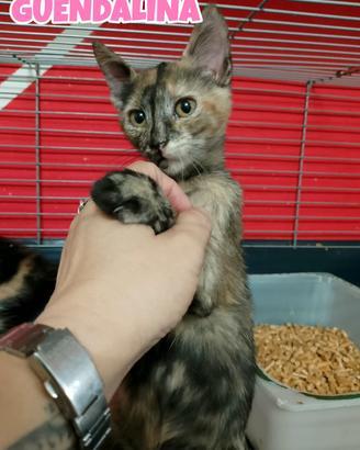 Guendalina e Duchessa gattine di tre mesi