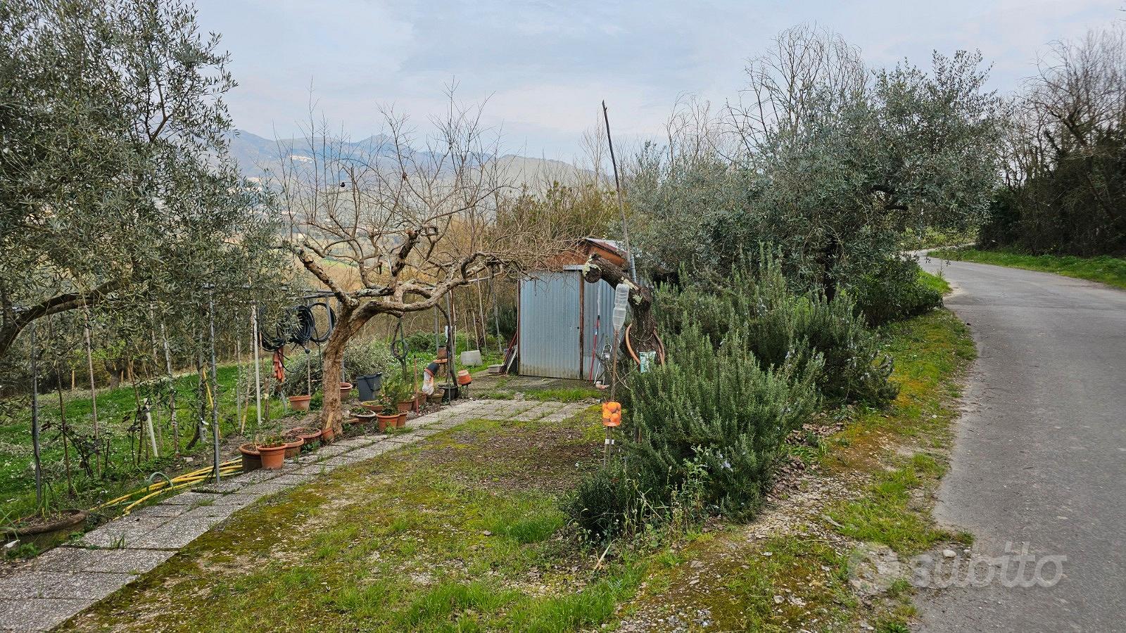 Terreno agricolo con ulivi - Vista 5
