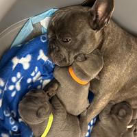 Cuccioli di Bulldog Francese Blu