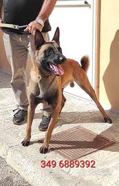 max malinois in adozione 