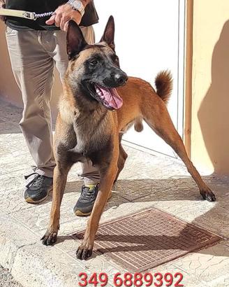 max malinois in adozione 