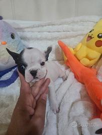 Bulldog francese bianca e nera