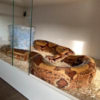 Boa constrictor imperator con teca