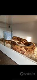 Boa constrictor imperator con teca