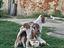 Immagine 3