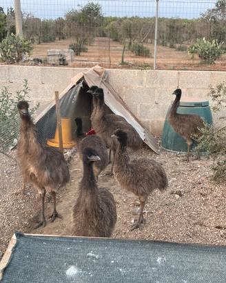 Emu australiani