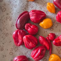 Semi Habanero