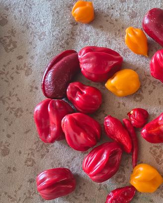 Semi Habanero