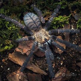 MIgale Cyriopagopus sp. hati hati