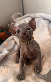 Sphynx con pedigree