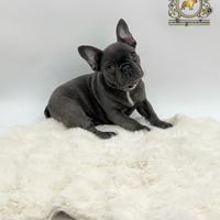 Esclusiva Principessina Bulldog Francese Total Blu