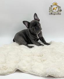 Esclusiva Principessina Bulldog Francese Total Blu