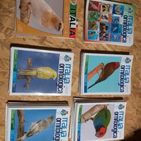 Collezione ITALIA ORNITOLOGICA 2019÷2025
